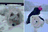 Samoyed Once Loved the Snow—Now He Shakes, the Reason Is ‘Saddest Thing’