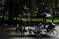 Proposal to ban Central Park horse carriages voted down by key NYC council committee