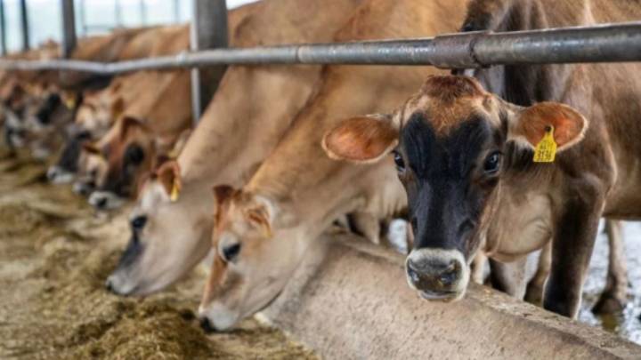 Detectan caso de gusano barrenador en Montemorelos