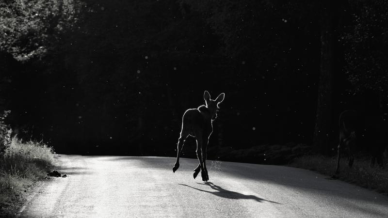 AMA advising driver to look out for animals at night