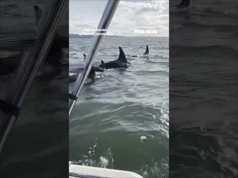 WATCH: Seal lives to swim another day after WILD escape #shorts #foxnews #us #news