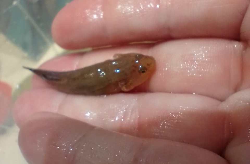 Un pescador extrajo un pez en el río Negro que no reconocía y una científica detectó que es de China