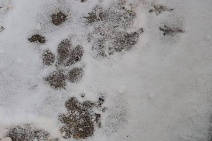 Montreal forecast calls for flurries this week?