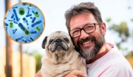 Estudio suizo revela: besar a un perro podría ser más higiénico que besar a un hombre con barba