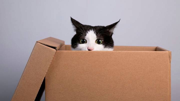 ¿Por qué los gatos aman meterse en cajas? La ciencia explica este curioso comportamiento