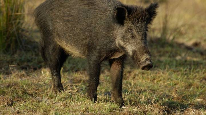 Por qué nos preocupa tanto la peste porcina: no es por el contagio en humanos, sino por todo lo que implica