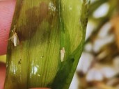 ¿Campaña negra, blanca o gris?: reflexiones sobre el monitoreo y manejo de Dalbulus maidis