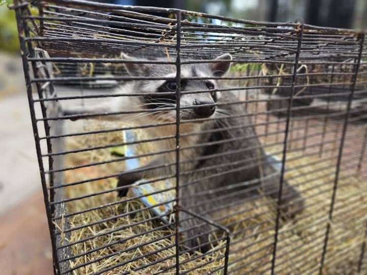 El Zoológico «La Guaricha» de Maturín recibe nuevas especies, incluyendo un jaguar y una zorra