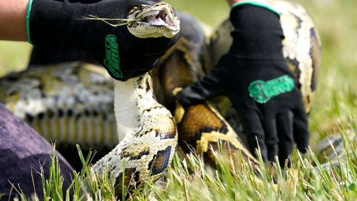 More pythons are being seen near neighborhoods. Is suburbia their next conquest?