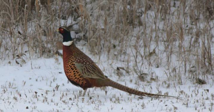 The Legends of Late Season