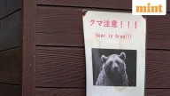 Bear battle in Japan? Def ministry deploys troops as attacks surge