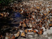 Mariposa Monarca, aletea por la supervivencia; una especie resiliente en México