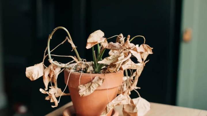 El truco casero que revive plantas secas en 24 horas con tres ingredientes que todos tienen en casa