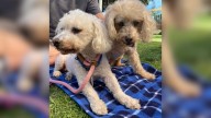 Two Elderly California Pups Hold On To Each Other After Losing Their Home