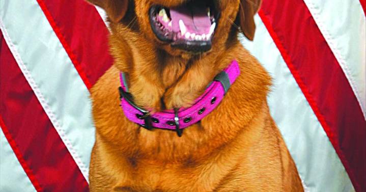 MPD K9 Bonnie to receive body armor donation