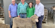 Niela Poll Merino rams find new homes at 2025 Laggan sale