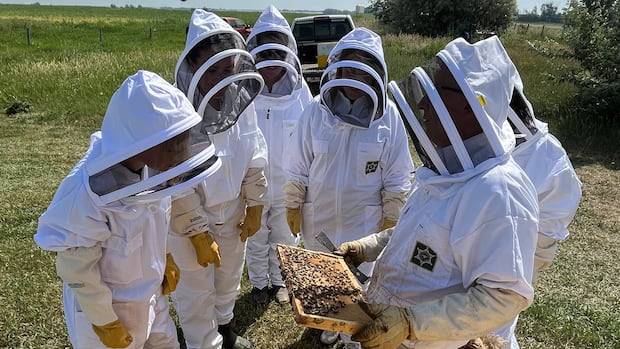 Alberta researcher pitches Australian-made beehives as new alternative for Canadian beekeepers