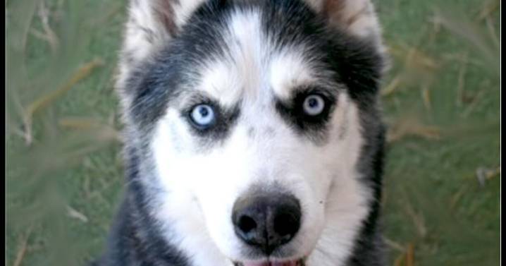 CHA Pet of the Week: Orion