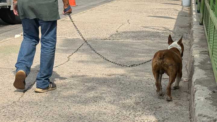 Presentan Reglamento de Protección Animal en la capital; pasa a Comisión