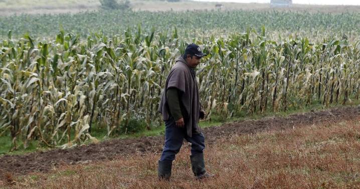 Llama Consejo Nacional Agropecuario a seguir dialogando sobre precio de maíz