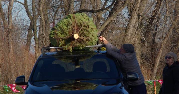 Some Minnesota Christmas tree farms are already open for business: "It's 4 weeks of a lot of fun"