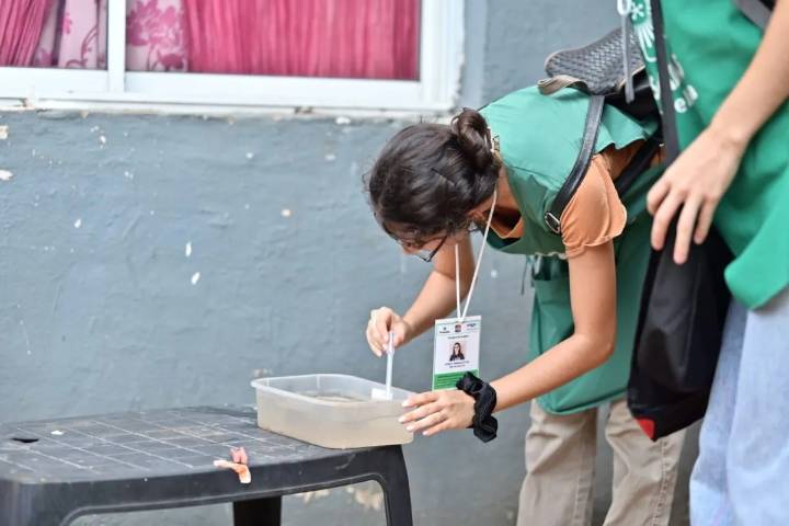 Prebrote de dengue: nuevo operativo Liraa en Posadas comenzará el 2 de diciembre