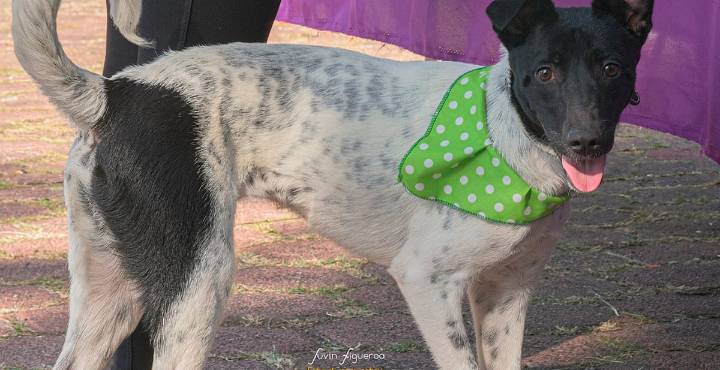 Ellos te eligen a ti: lomitos y michis buscan humano en feria de adopción en Morelia