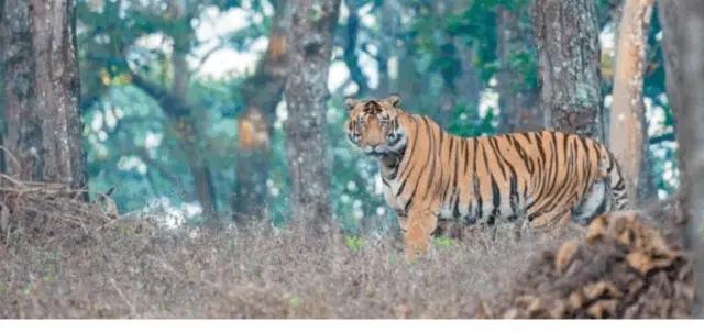 Tiger Estimation Process Begins In Odisha’s Similipal Reserve