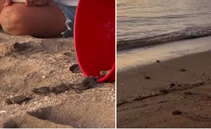 Tortugueros del Caribe celebra aumento de actividad de tortugas en Cabo Rojo