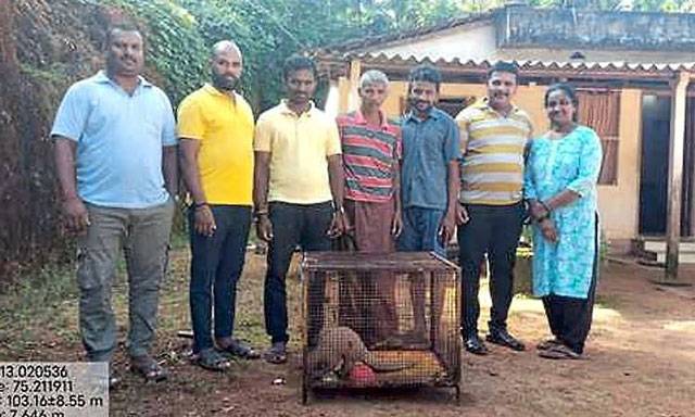 Rare Pangolin rescued from plantation in Belthangady, released into forest
