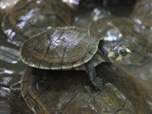 400 tortugas liberadas en el estero El Mangón, Reserva la Esperanza