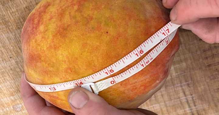 Chiles Peach Orchard claims world's heaviest peach record