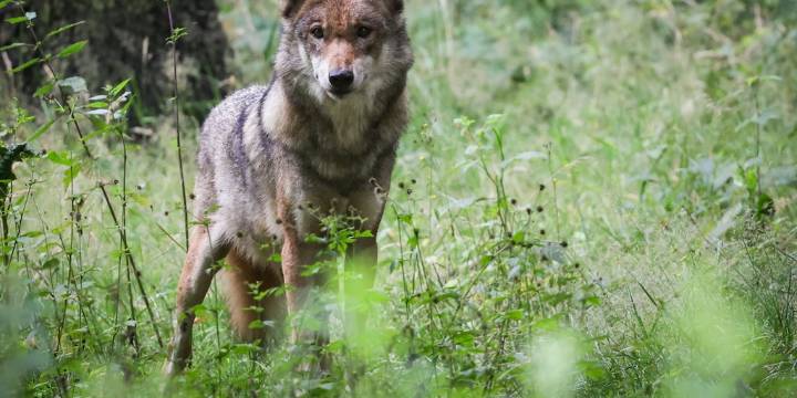 Por qué la inesperada técnica de un lobo para conseguir alimento sorprende a la ciencia