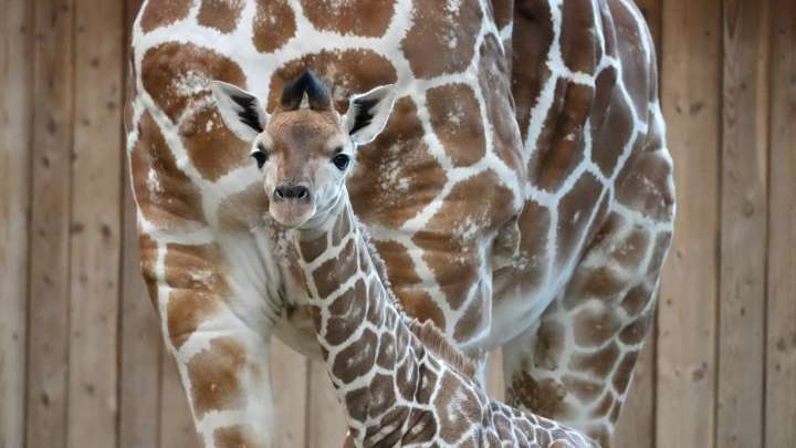 Detroit Zoo welcomes baby giraffe