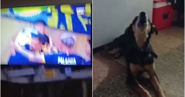 Más bostero que Cavani: el perro salteño que festejó los goles de Boca