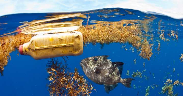 Eating just a handful of plastic can be fatal for marine animals, a study finds