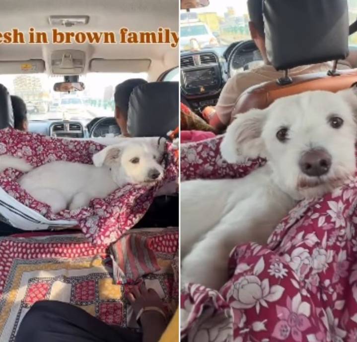 Paws-itively perfect! Indian family's car hack steals hearts