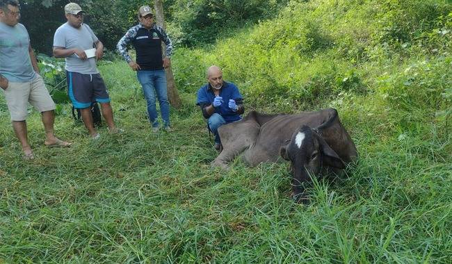 Detecta oportunamente Senasica caso de gusano barrenador en Guerrero