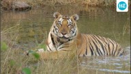 Supreme Court issues norms to conserve tigers and regulate reserves