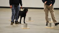 Police K-9 teams training ahead of the Kentucky Derby