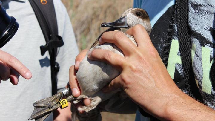 Conflicto por el posible regreso de la caza nocturna a ocho humedales del sur con cotos