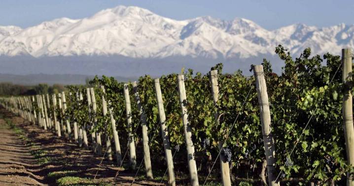 Mendoza pone el ojo en el cobre orgánico: audiencia pública por proyecto clave para la vitivinicultura