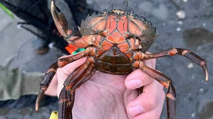 First invasive green crabs found in Skagit Bay