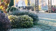 The Evergreen Shrub That Brings Color And Beauty To A Snowy Winter Garden