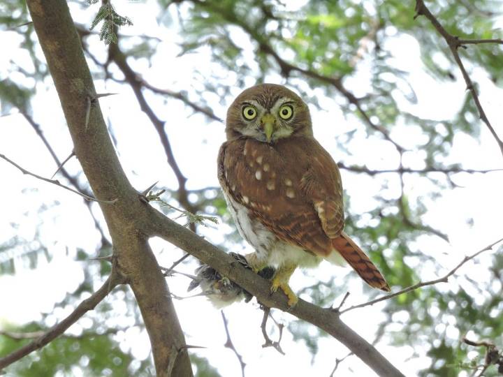 Estudio revela cómo los humanos “alteran la diversidad de aves” en los bosques secos tropicales de Ecuador
