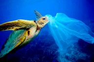 New study finds that ingesting even small amounts of plastic can be fatal for marine animals