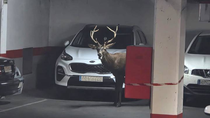 Un ciervo llega hasta el centro de Zamora y se mete en un aparcamiento del Casco Antiguo
