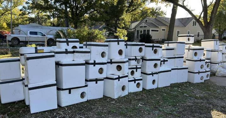 Street Cats Club Builds 128 Winter Shelters for Stray Cats