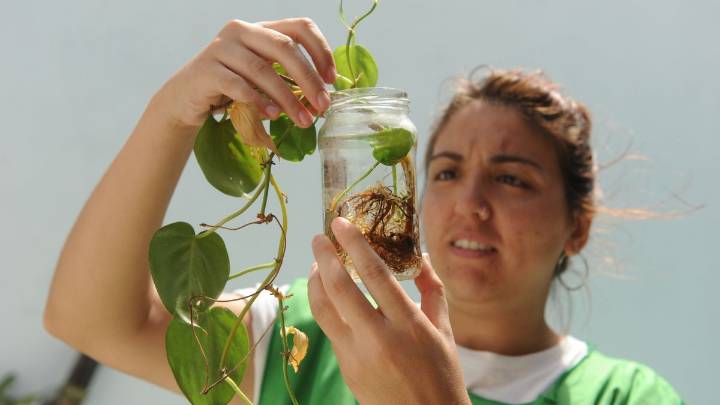 Cuáles son los 13 barrios de la ciudad de Santa Fe donde se detectó la presencia de dengue