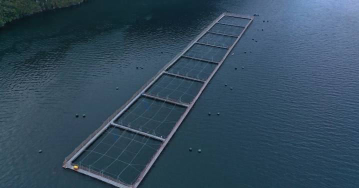 Muestran cómo las salmoneras se expanden en parques y reservas nacionales: Más de 300 concesiones activas en áreas protegidas